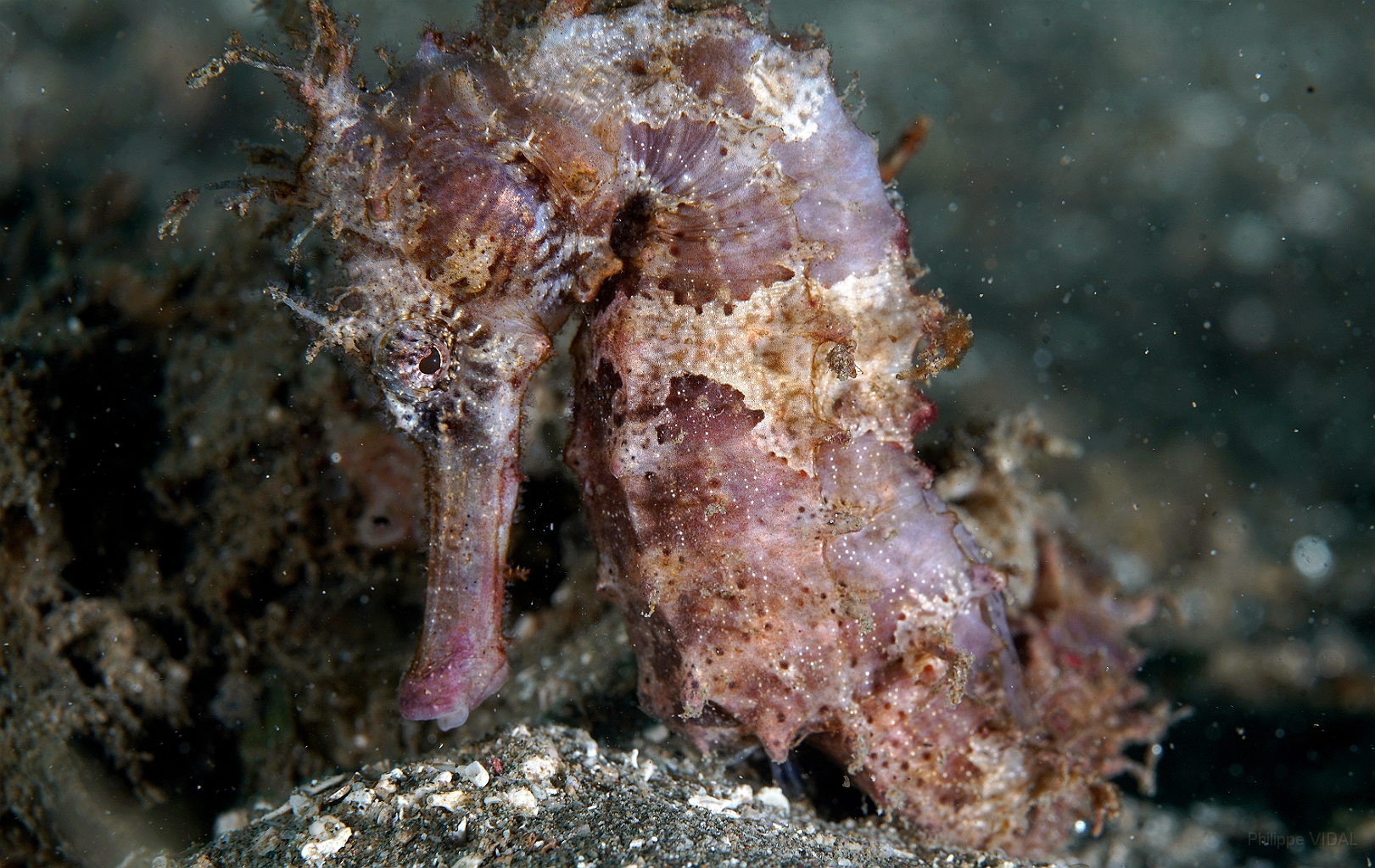 Banda Sea 2018 - DSC05553_rc - Molucan seahorse - Hypocampe molucan - Hippocampus moluccensis.jpg